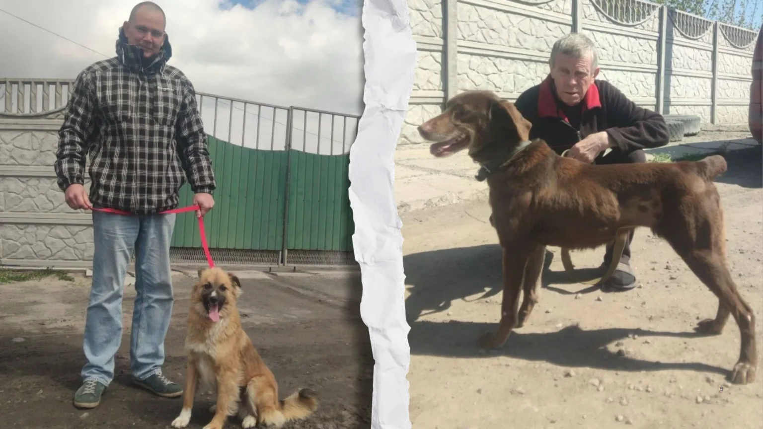 У Павлограді можна взяти собаку з притулку